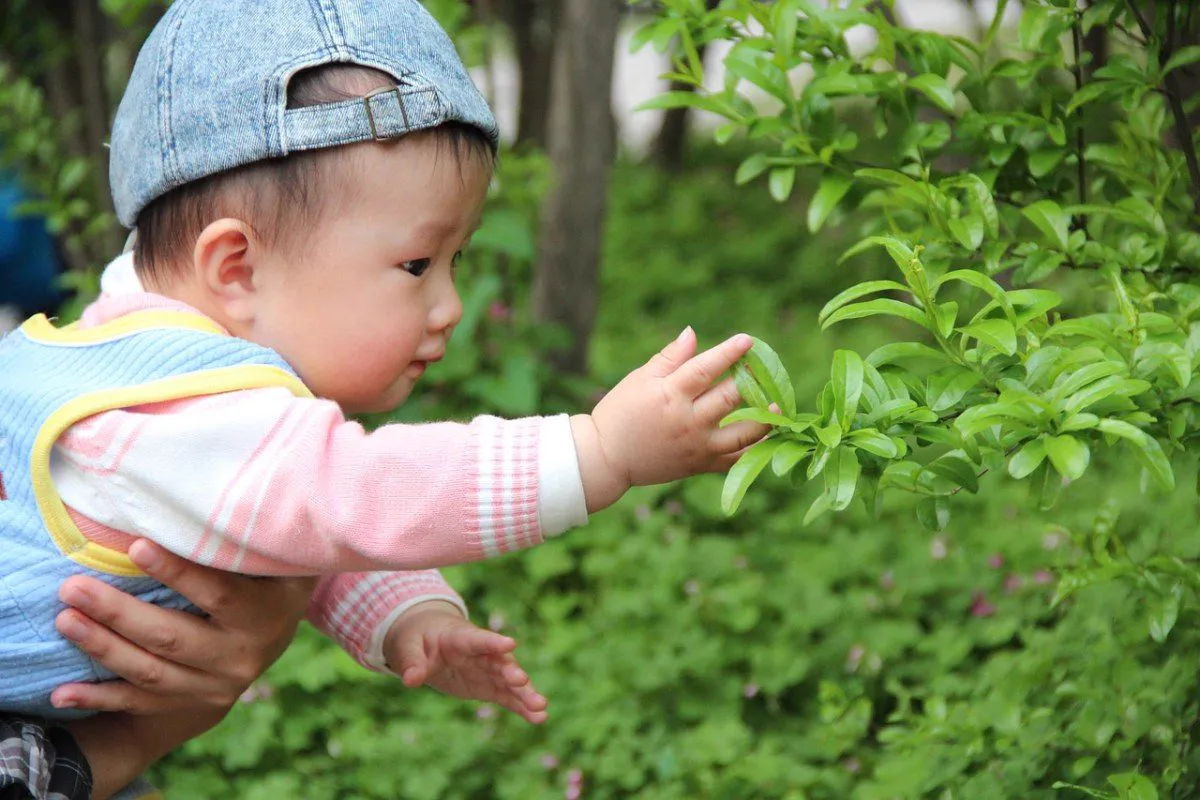 Bebê de chapéu alcançando folhas verdes no colo de um adulto